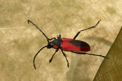 Purpuricenus kaehleri