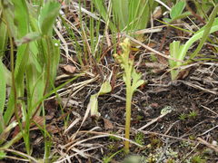 Botrychium simplex image