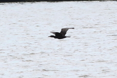 Phalacrocorax carbo
