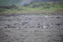 Pluvialis squatarola