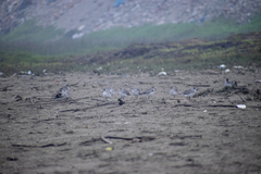 Pluvialis squatarola