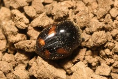 Caccobius schreberi