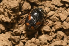 Caccobius schreberi