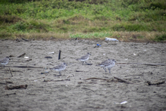 Pluvialis squatarola