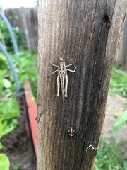 Chorthippus brunneus