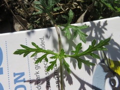 Glandularia polyantha