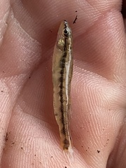 Percina nigrofasciata