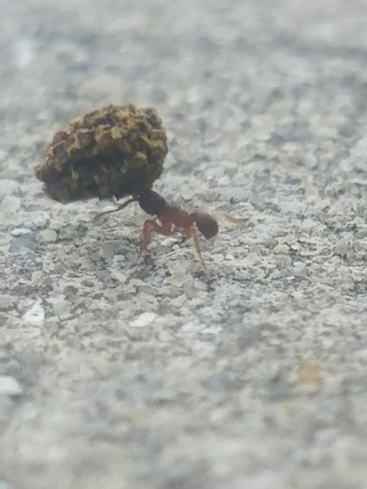 Cyphomyrmex minutus