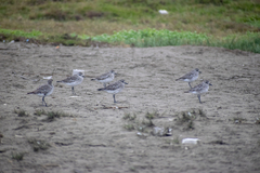 Pluvialis squatarola