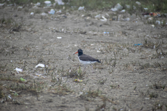 Haematopus palliatus