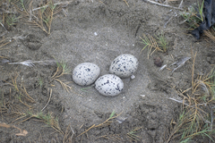 Haematopus palliatus