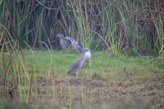 Nycticorax nycticorax