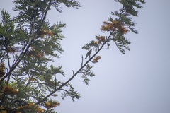 Conirostrum cinereum