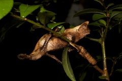 Brookesia superciliaris