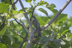 Saltator striatipectus