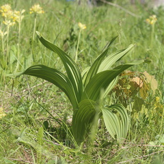 Veratrum nigrum