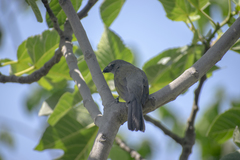 Saltator striatipectus