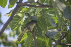 Saltator striatipectus