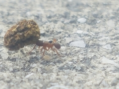 Cyphomyrmex minutus