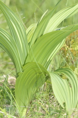 Veratrum nigrum