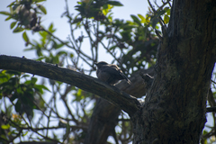 Pyrocephalus rubinus obscurus