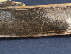 Alternaria tenuissima