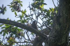 Pyrocephalus rubinus obscurus