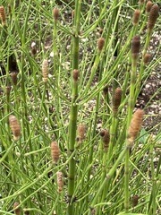 Equisetum fluviatile