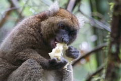 Prolemur simus