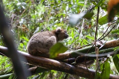 Prolemur simus