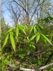 Aesculus glabra arguta