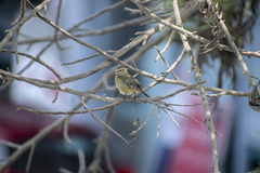 Conirostrum cinereum