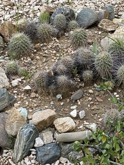 Mammillaria carnea