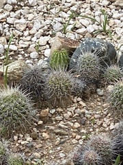 Mammillaria carnea