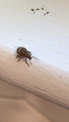 Pseudocneorhinus obesus