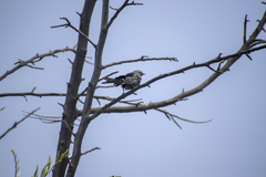 Conirostrum cinereum