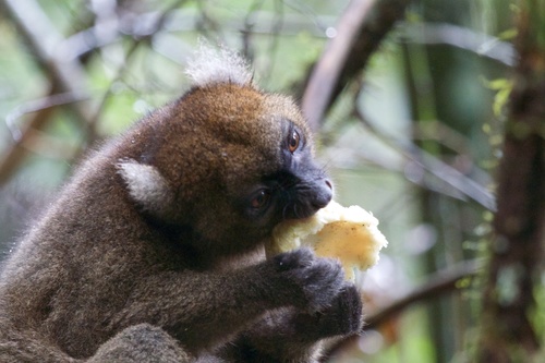 Greater Bamboo Lemur