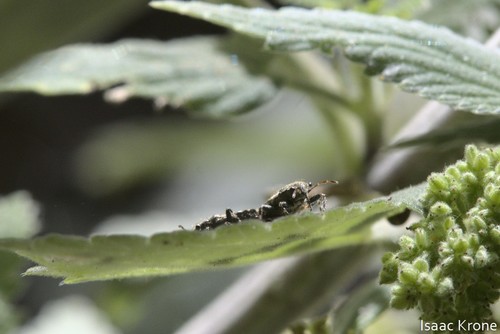 Nettle ground bug photo 5