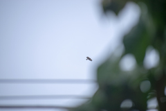 Parabuteo unicinctus