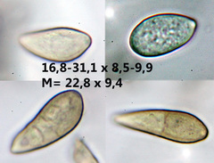 Alternaria tenuissima