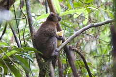 Prolemur simus