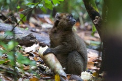 Prolemur simus