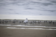 Chroicocephalus serranus