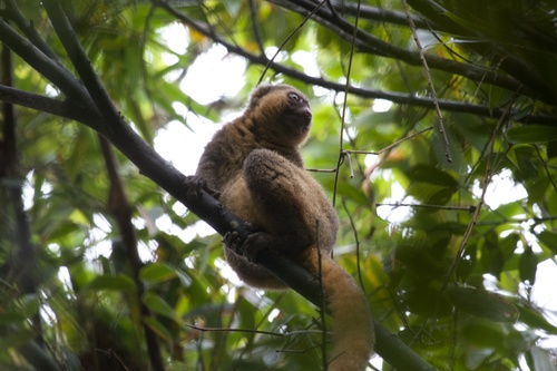 Golden Bamboo Lemur