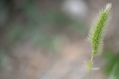 Setaria viridis viridis