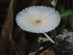 Leucocoprinus fragilissimus image