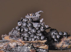Amphisphaerella mycophila