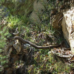 Elaphe quatuorlineata