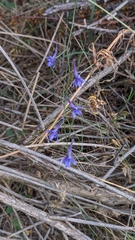 Delphinium gracile