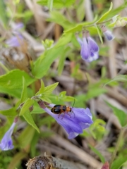 Phyllobrotica